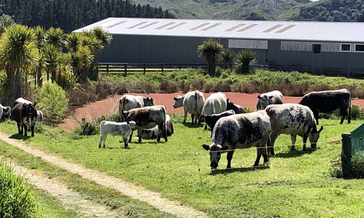 Tuki Tuki House | Rural retreat on a working farm.