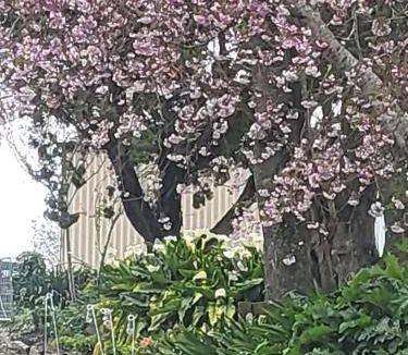 Rotowaro Bed & Breakfast | Bed and breakfast ∙ 2 guests