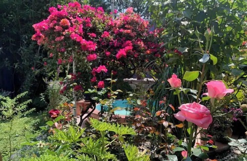 Del Carmen House | Casa Lila: Perfect 6BR House & Garden in COYOACAN