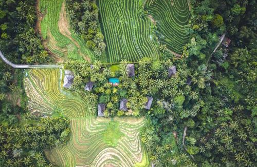 East Selemadeg Resort | Clove Tree Hill