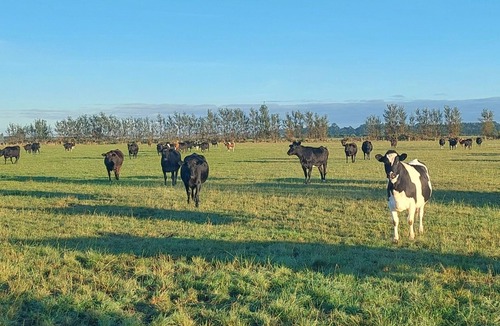 Canterbury Cabin | Cosy insulated Cabin 30 km from Christchurch Airport. 3 nights minimum stay $300