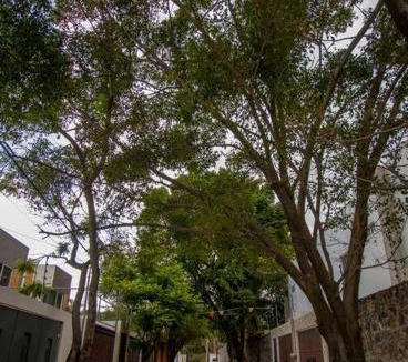 Jiutepec House | ¡Nueva! Bamboo La Guayaba (Alberca & Descanso)
