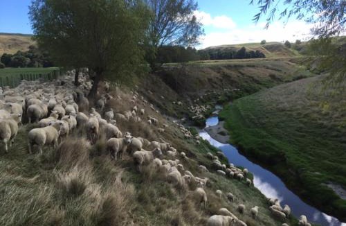 Waipukurau House | Paratu Farm Cottage in a quiet rural setting.
