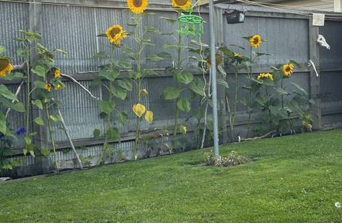 Kaiapoi Cottage | Tiny Home in Kaiapoi
