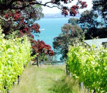 Surfdale House | Waiheke Island Vineyard Holiday Houses