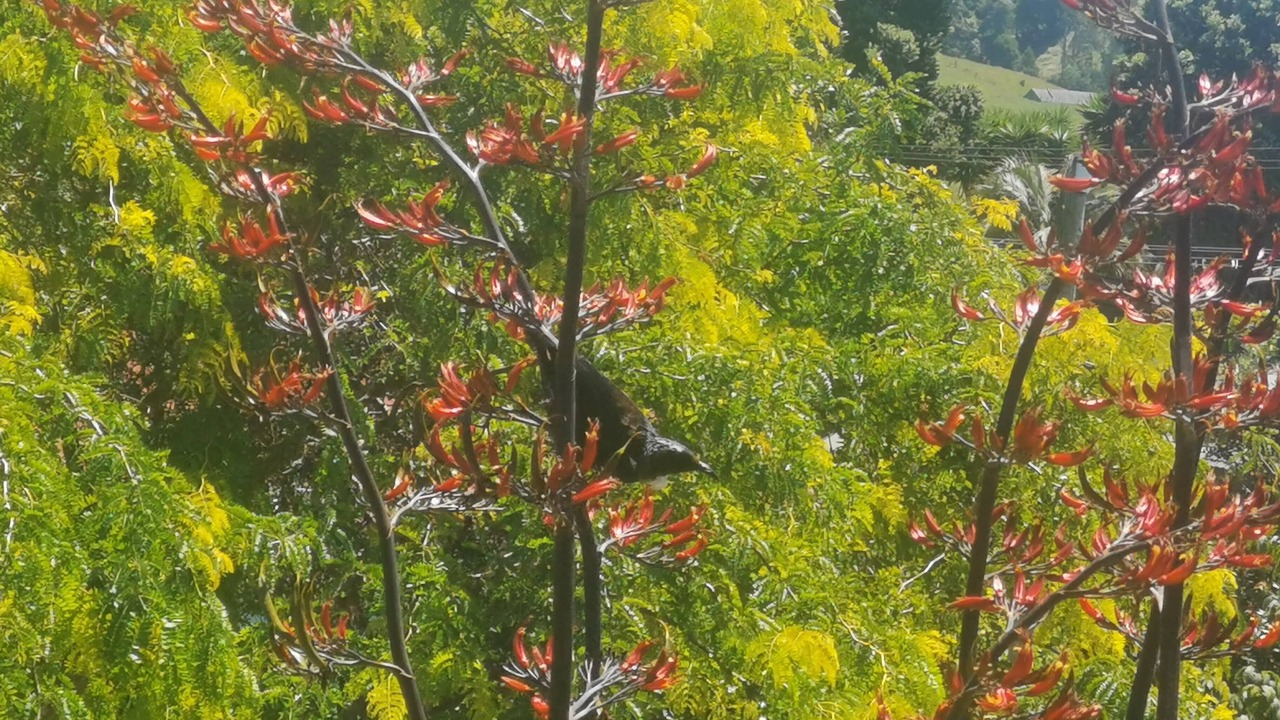 Photo of Outdoor in Waikino