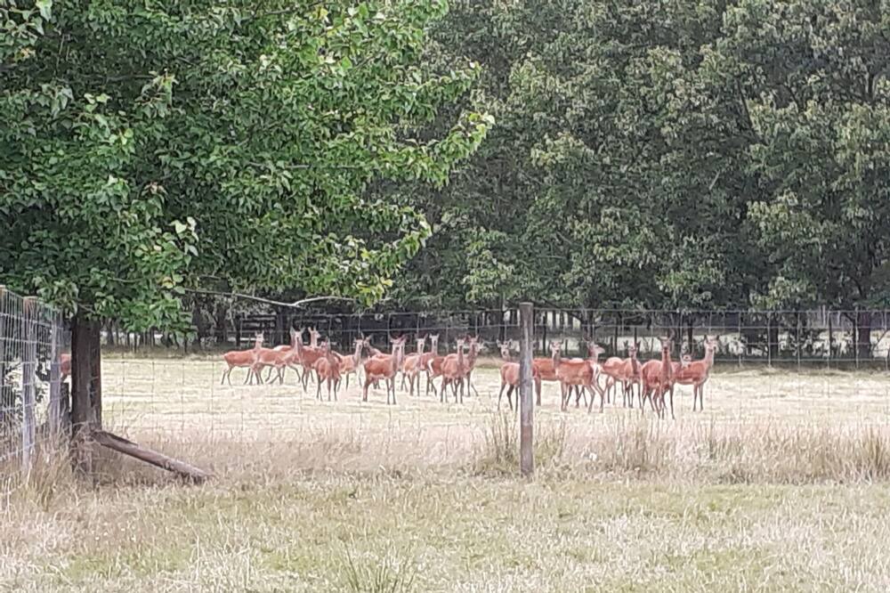 Photo of Others in Kourawhero