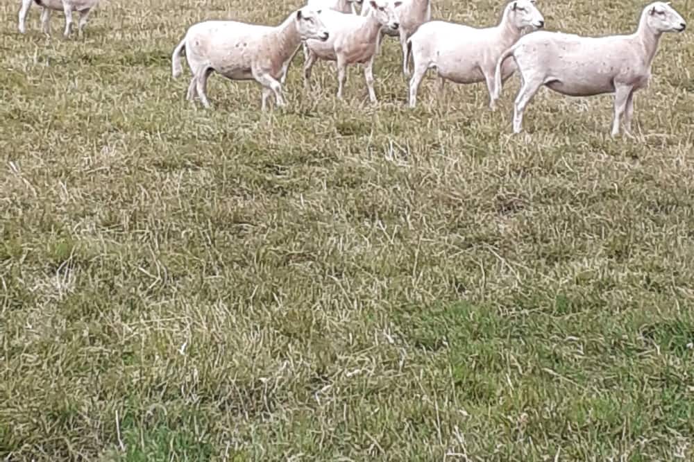 Photo of Outdoor in Kourawhero