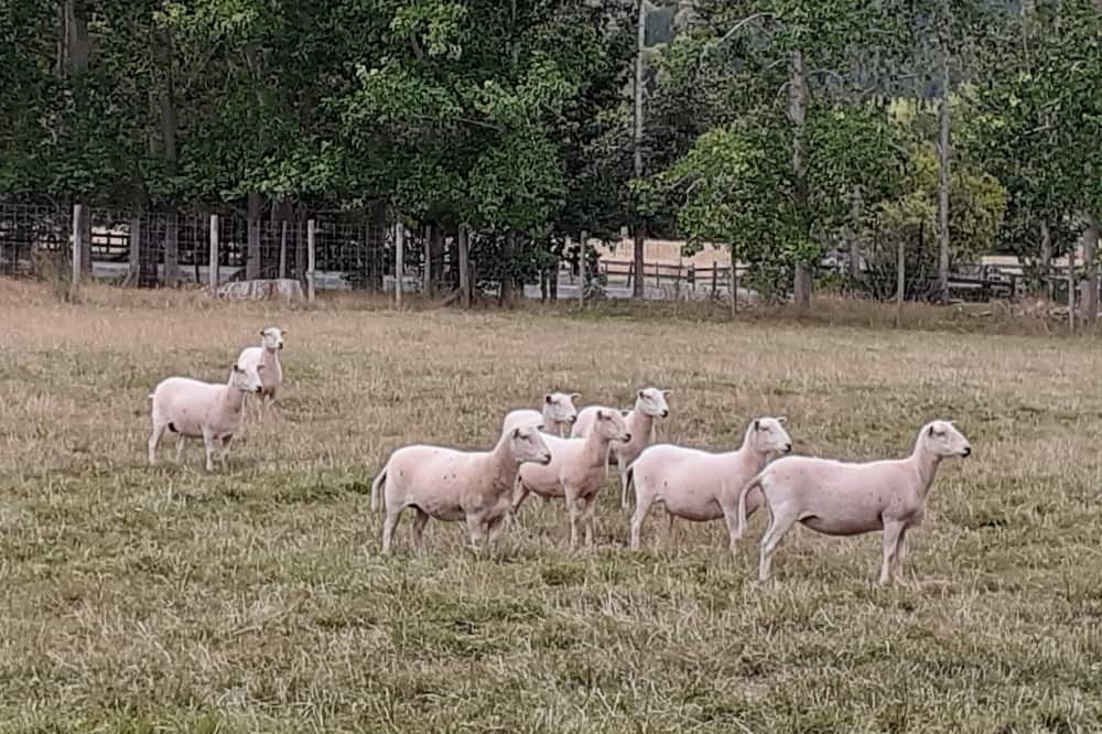 Photo of Outdoor in Kourawhero
