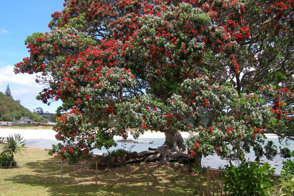 Photo of Outdoor in Te Tii