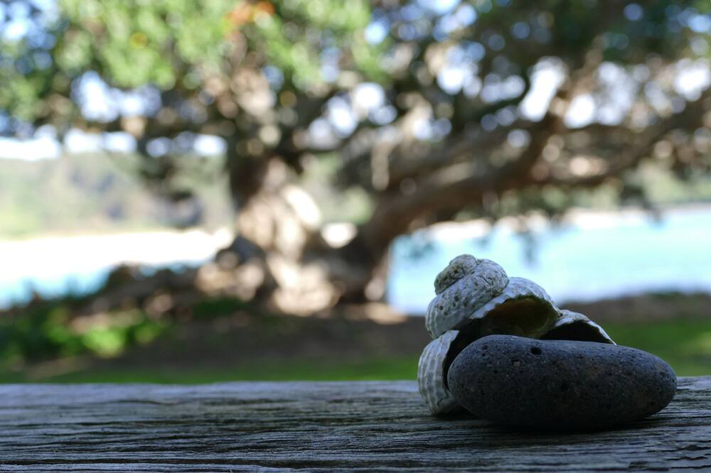 Photo of Others in Te Tii