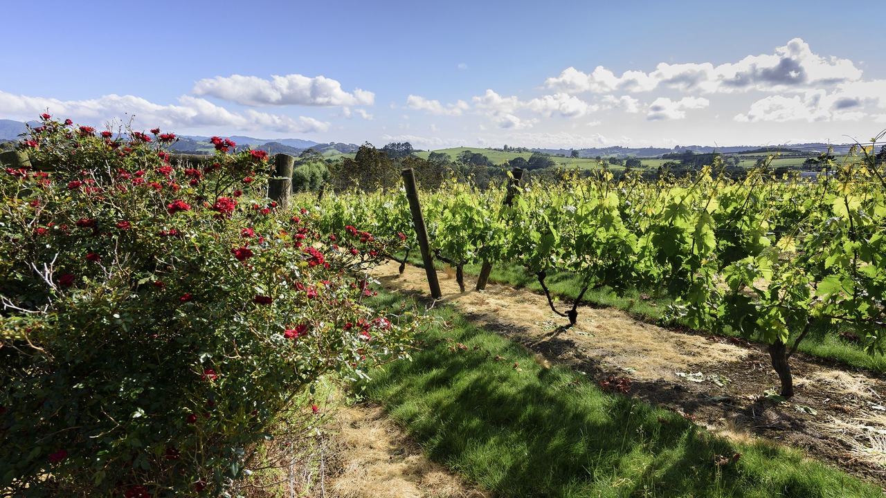 Photo of Outdoor in Matakana