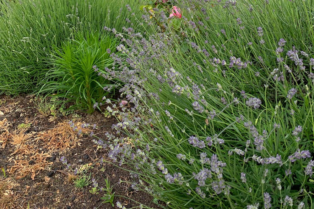 Photo of Outdoor in Kumeu