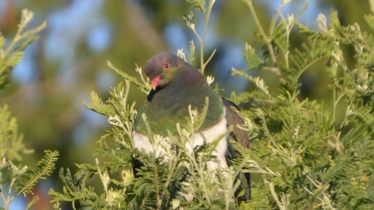 Photo of Outdoor in Takaka