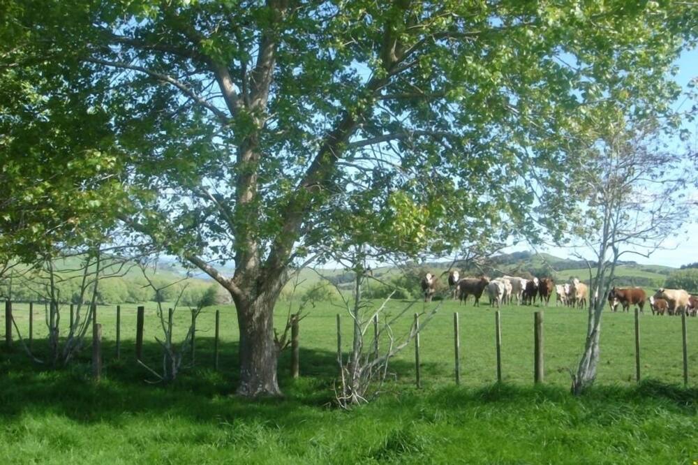 Photo of Others in Kaiwaka