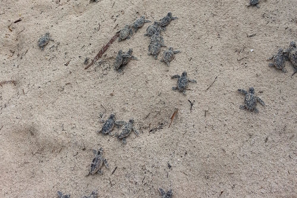 Photo of Others in Soliman Bay