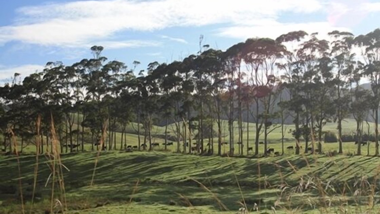 Photo of Outdoor in Coopers Beach
