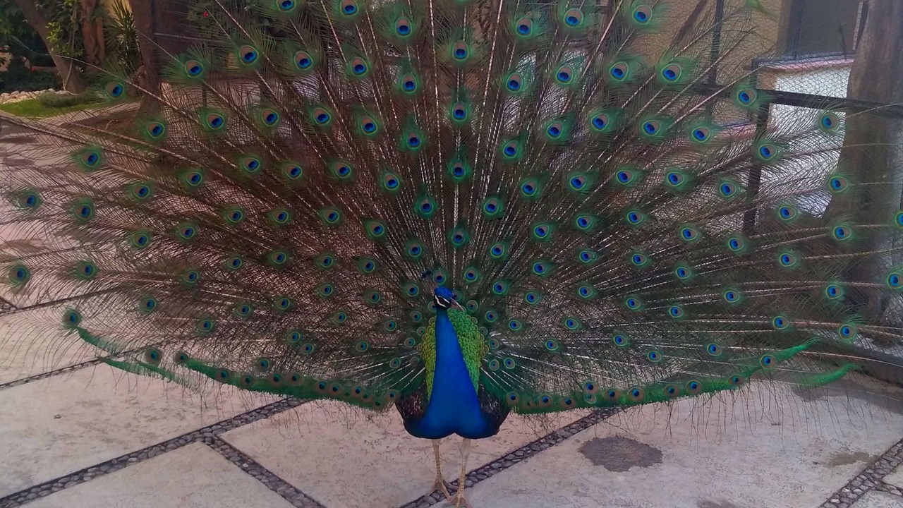 Photo of Outdoor in San Martin Texmelucan