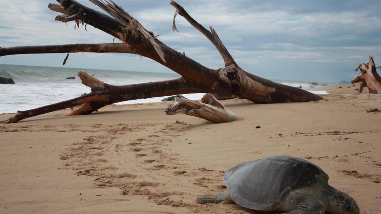 Photo of Others in Caleta de Campos
