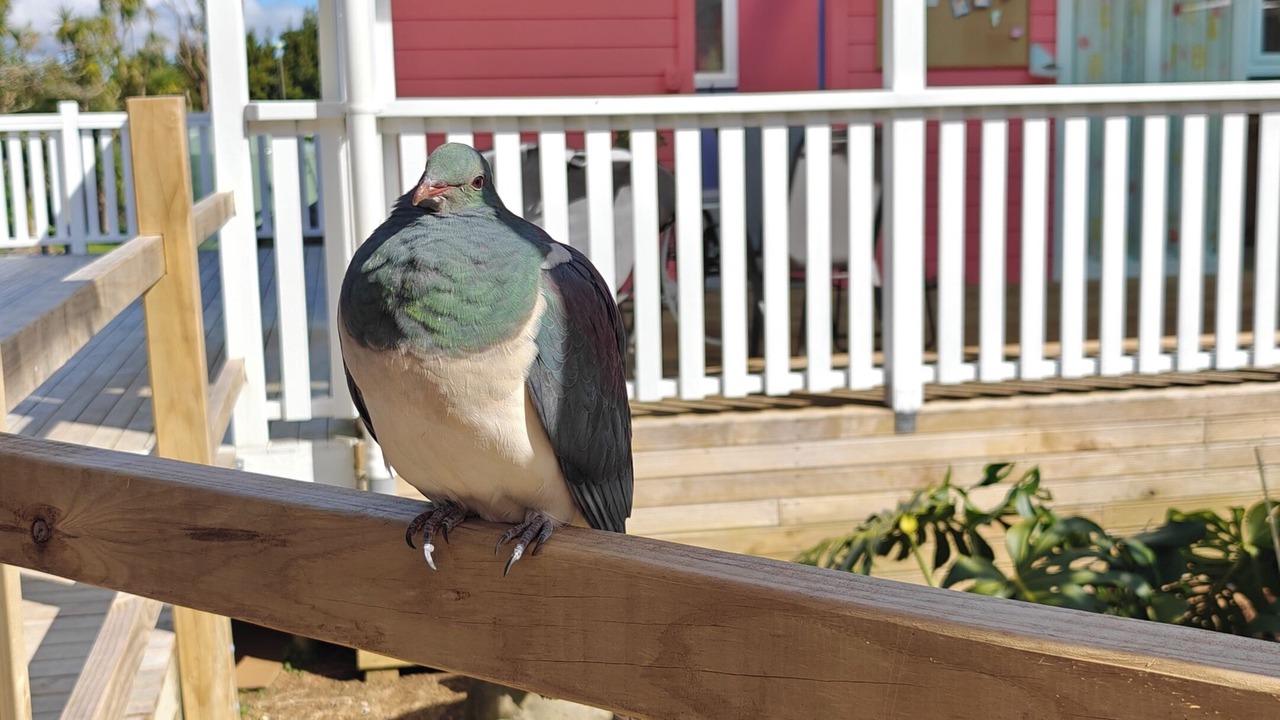 Photo of Outdoor in Maungatapere