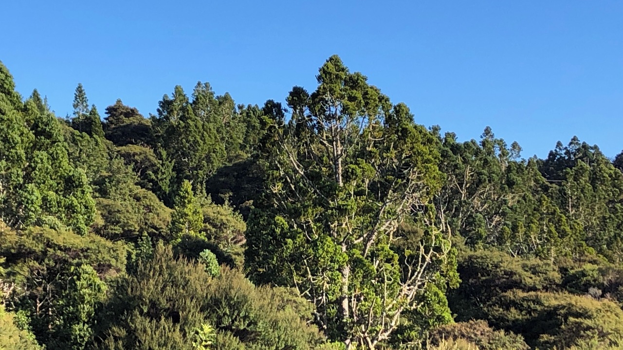 Photo of Others in Mahurangi West