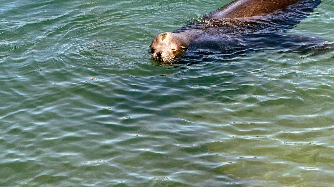 Photo of Others in San Jose del Cabo