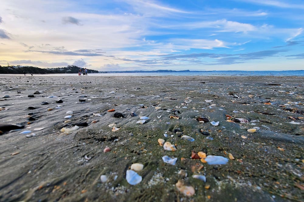 Photo of Others in Stanmore Bay