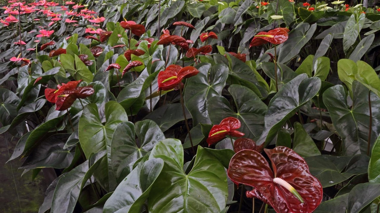 Photo of Outdoor in Tapachula
