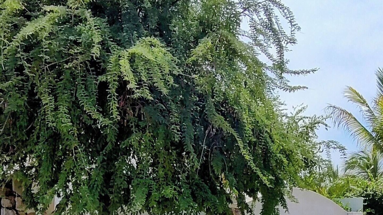 Photo of Outdoor in Troncones