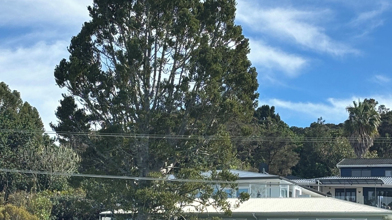Photo of Outdoor in Whitianga