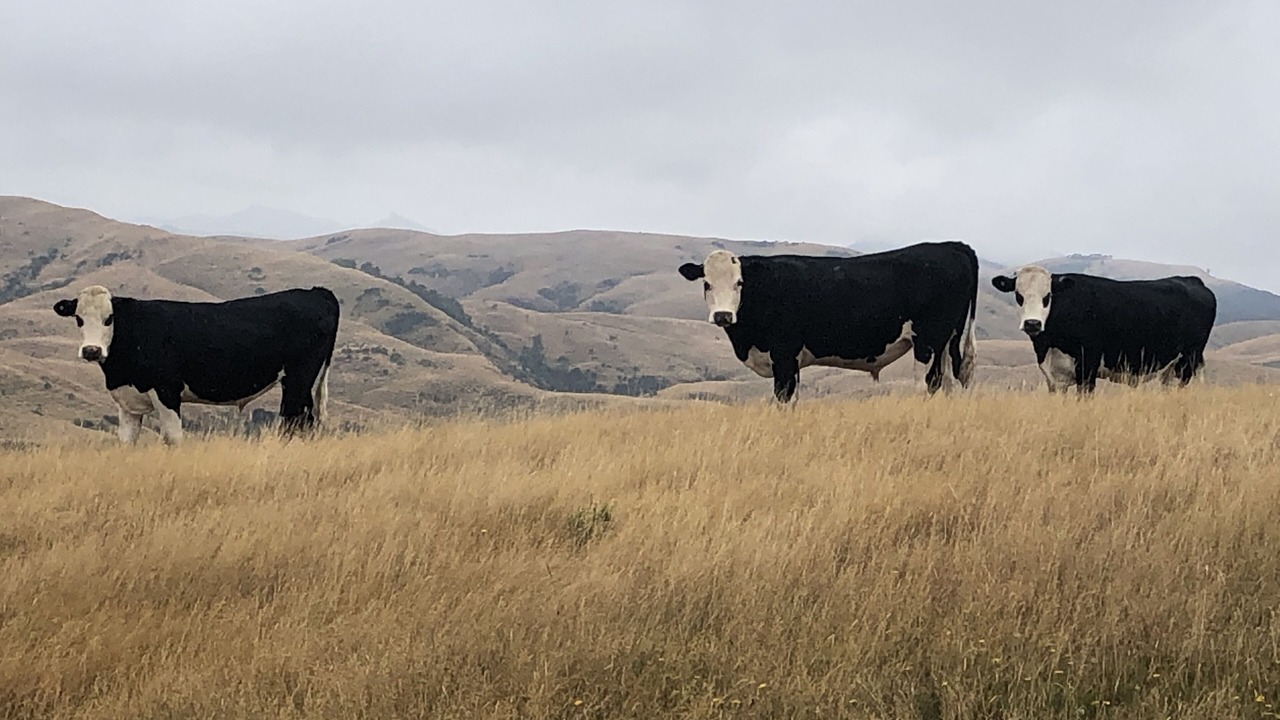 Photo of Outdoor in Tararua District