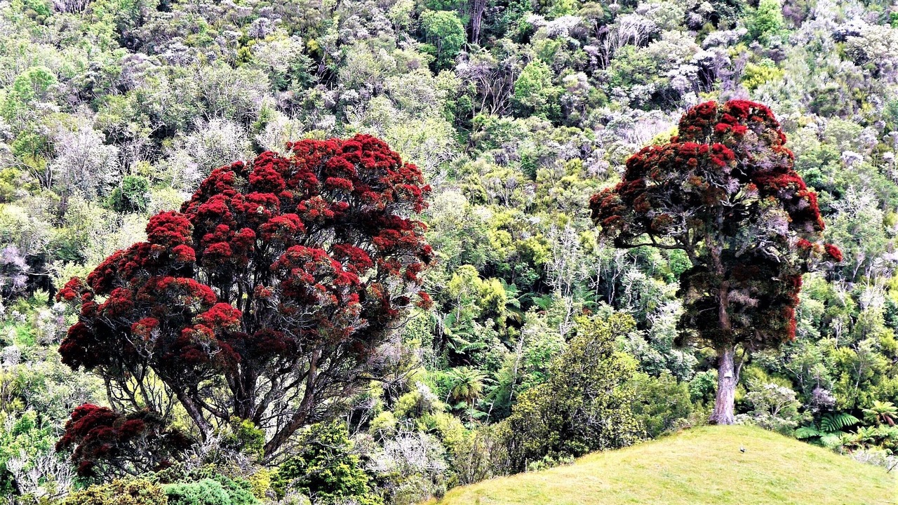 Photo of Outdoor in Tararua District