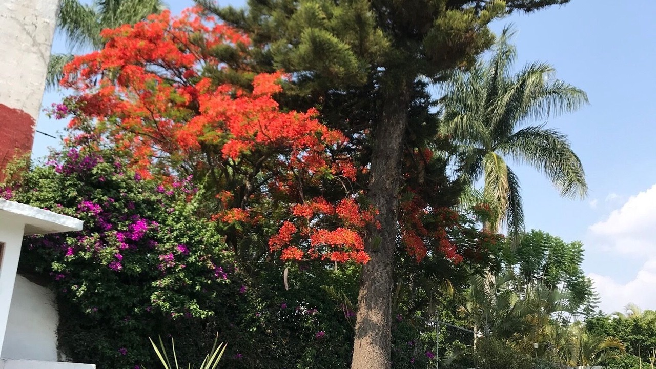 Photo of Outdoor in Cuernavaca