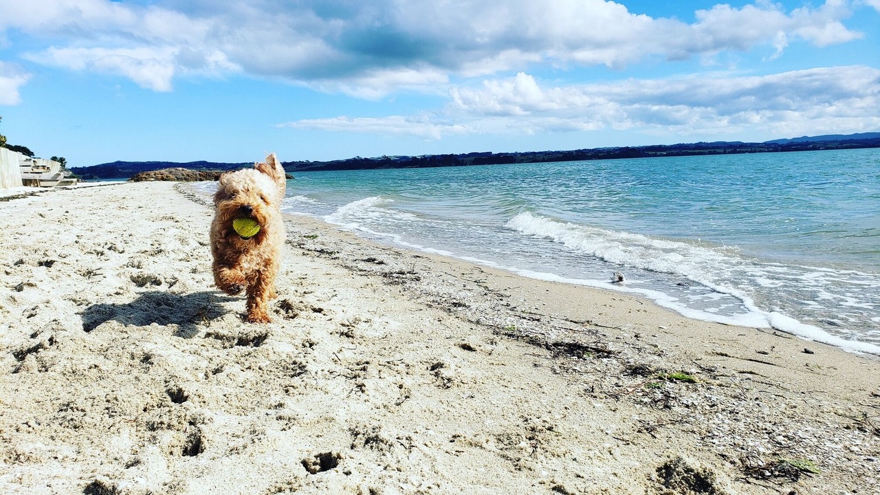 Photo of Others in Clarks Beach
