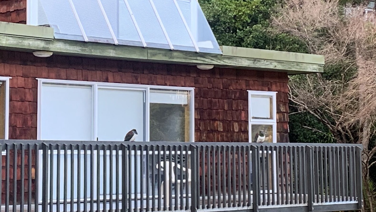 Photo of Outdoor in Kawau Island