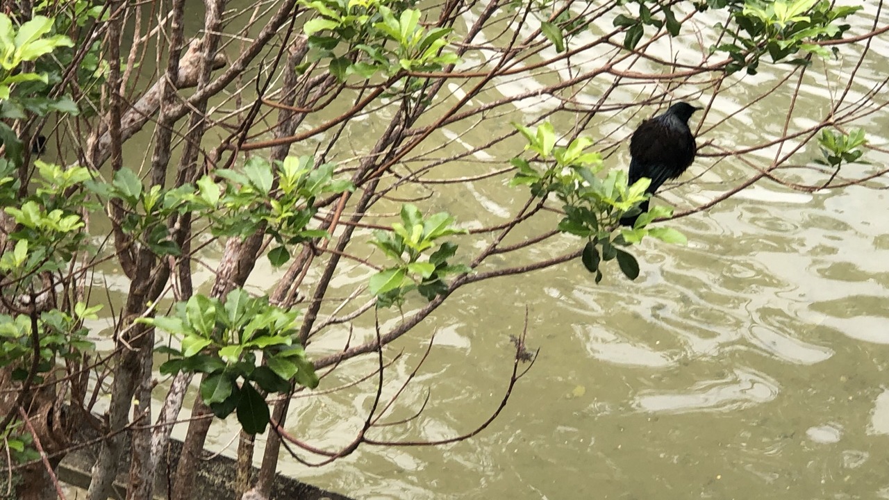 Photo of Others in Kawau Island