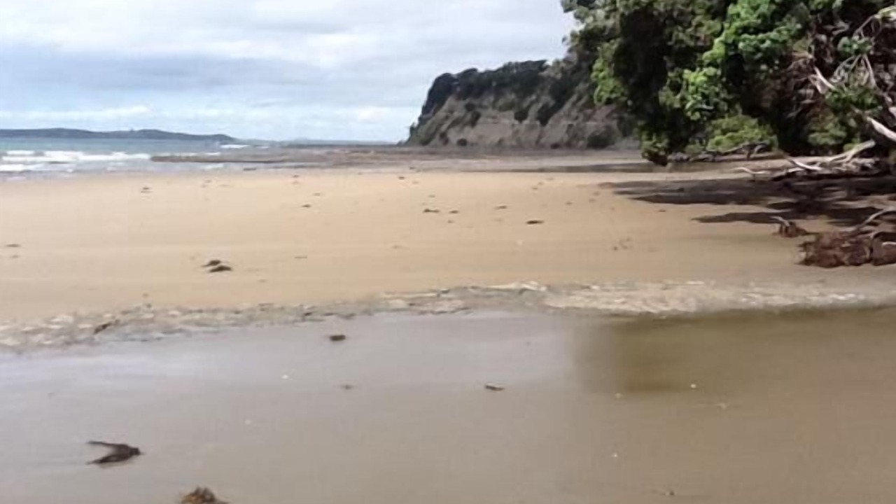 Photo of Others in Mahurangi East