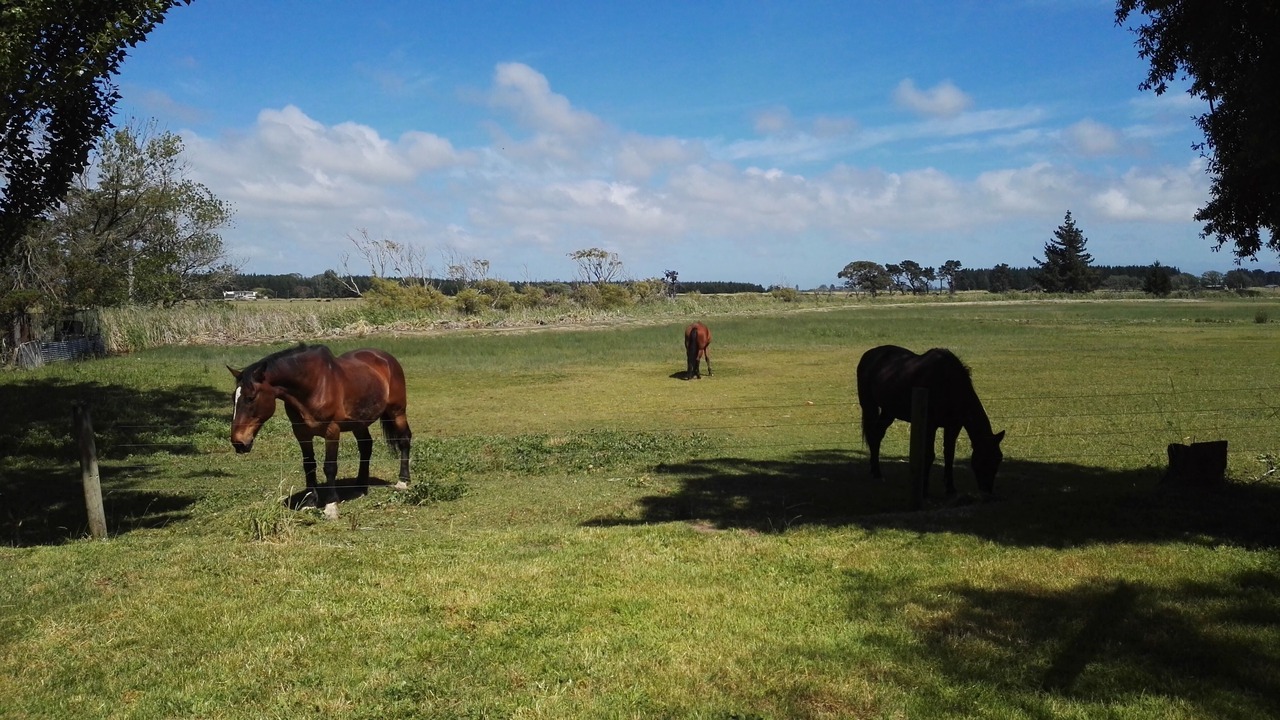 Photo of Others in Pines Beach