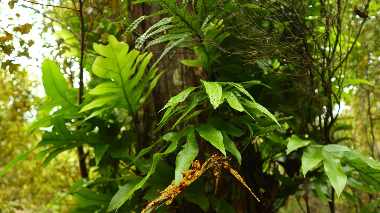 Photo of Outdoor in Wainui