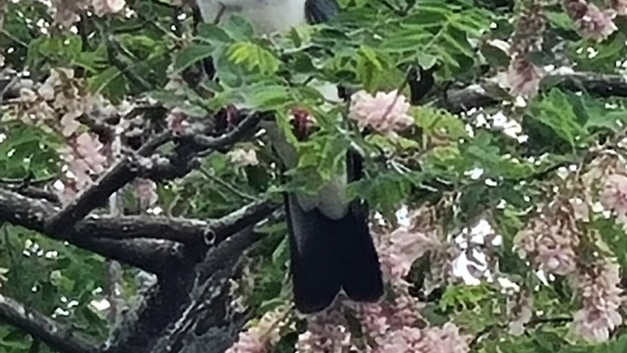 Photo of Others in Pyes Pa