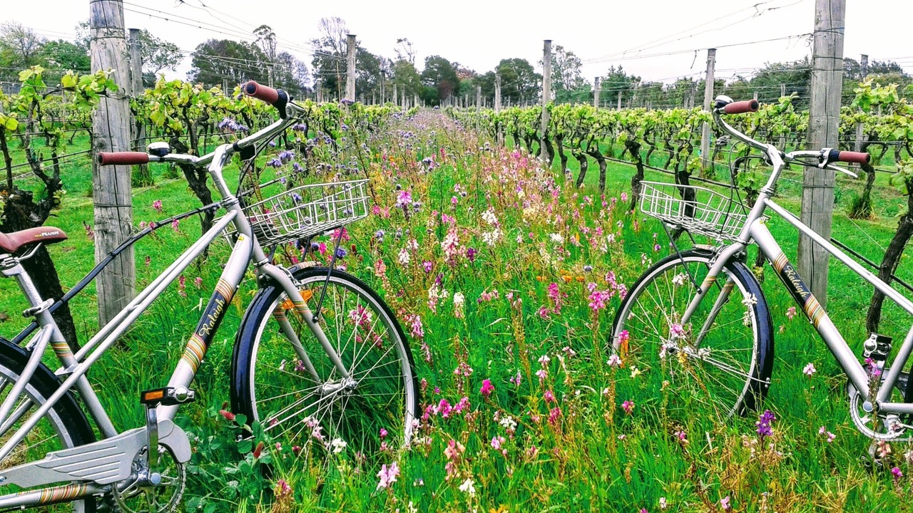 Photo of Outdoor in Martinborough