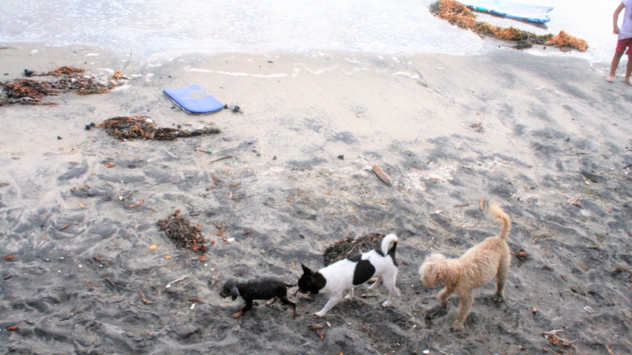 Photo of Others in La Joya