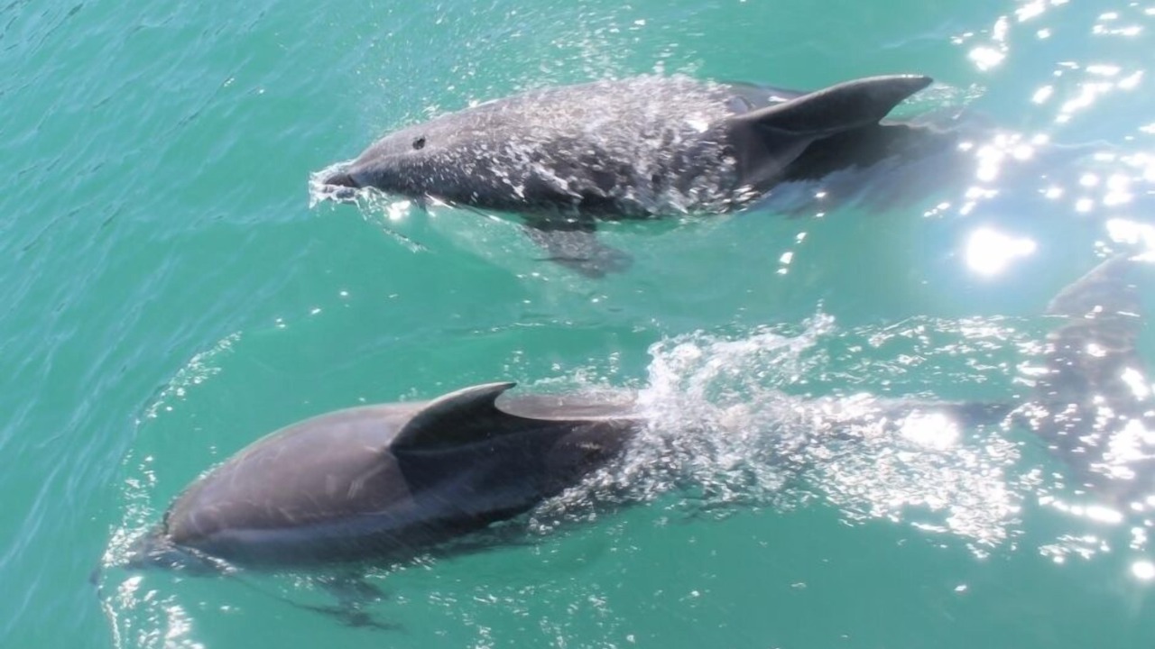 Photo of Others in Paihia