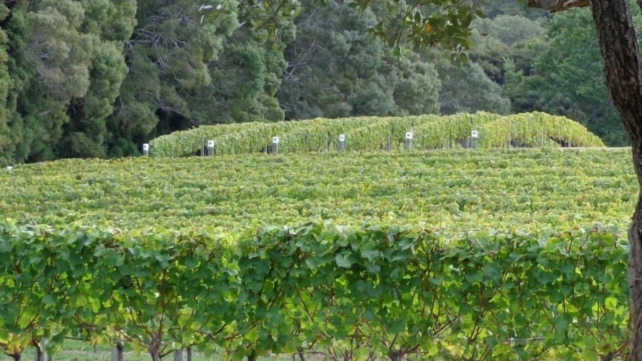 Photo of Others in Matakana