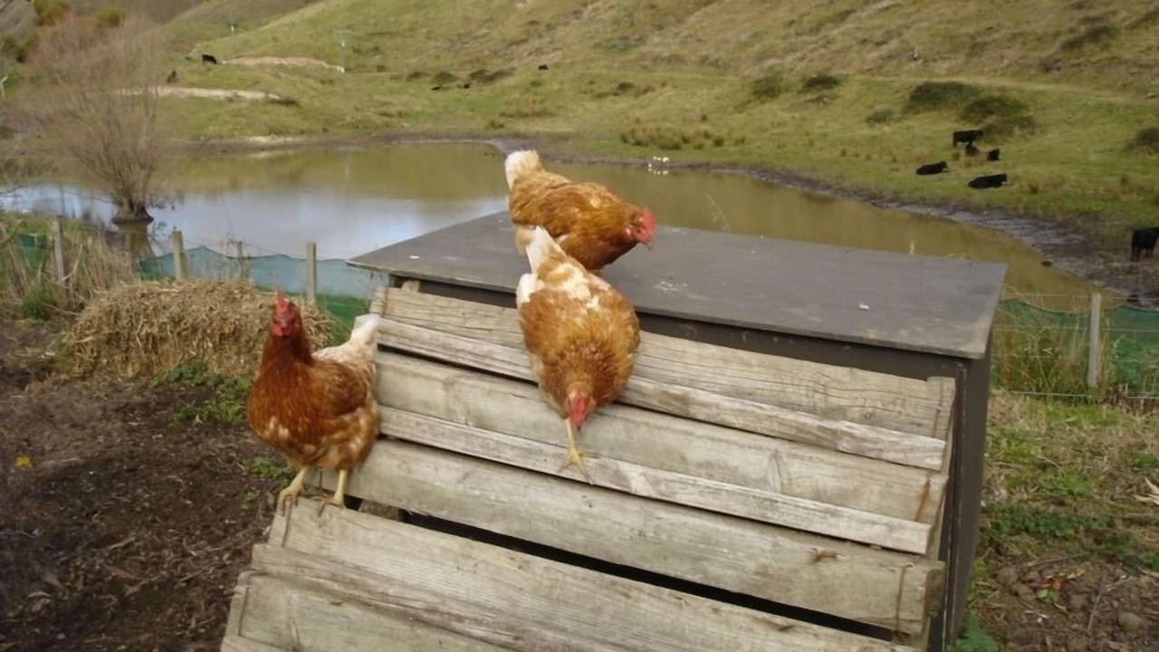 Photo of Others in Puketapu