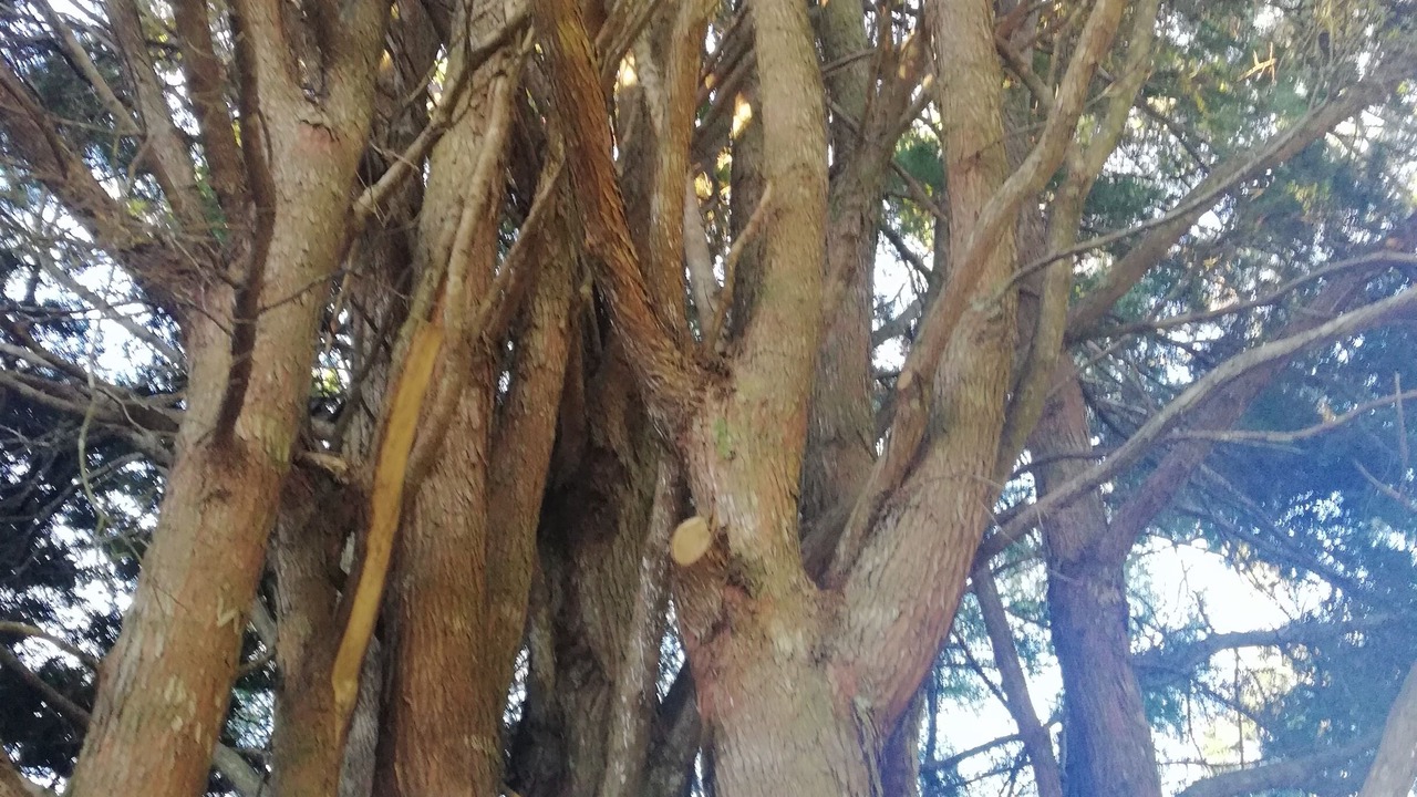 Photo of Others in Puhoi