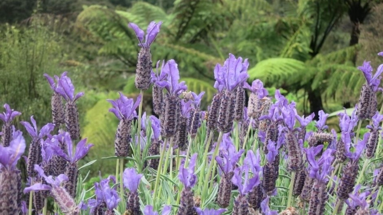 Photo of Outdoor in Puhoi