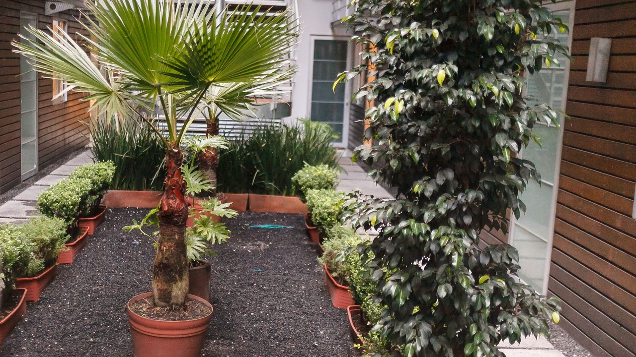 Photo of Outdoor in Roma Norte