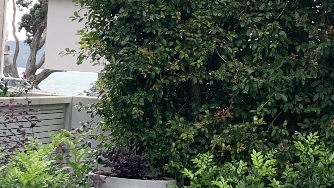 Photo of Outdoor in Kohimarama