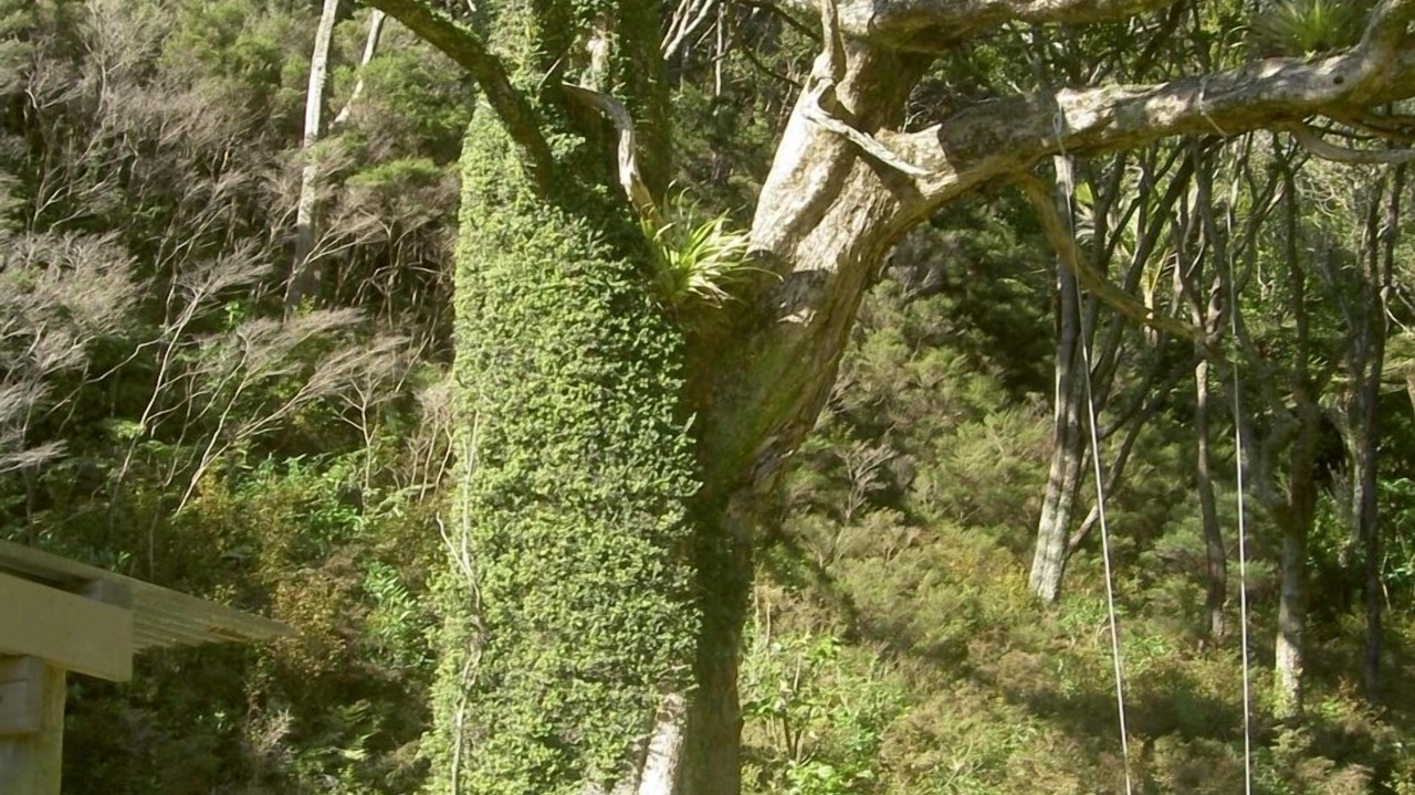 Photo of Others in Coromandel Peninsula
